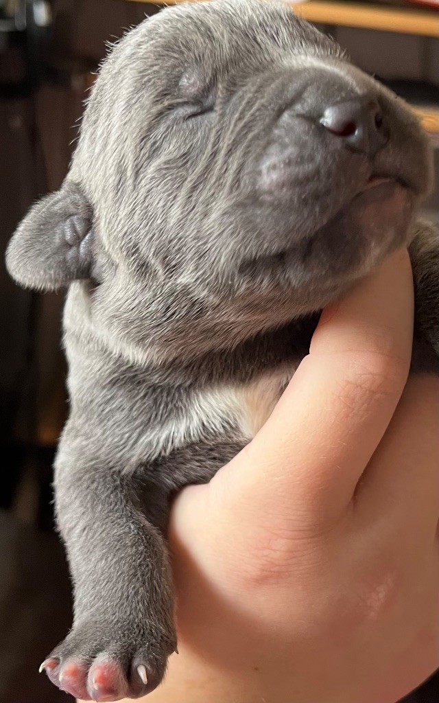 Des Conquérants Du Crépuscule - Chiot disponible  - Cane Corso