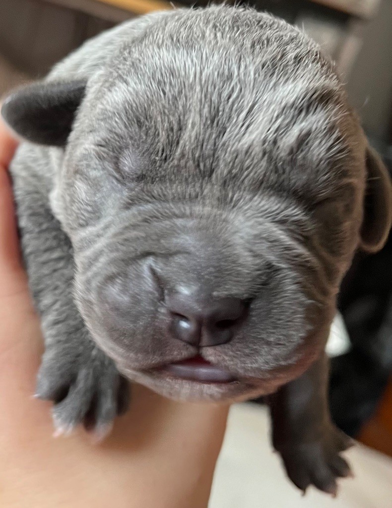 Des Conquérants Du Crépuscule - Chiot disponible  - Cane Corso