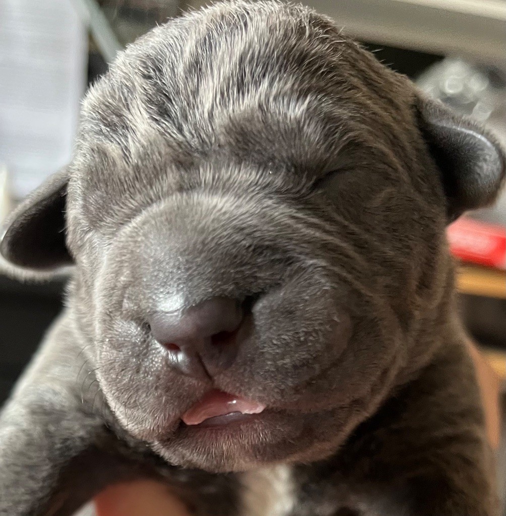 Des Conquérants Du Crépuscule - Chiot disponible  - Cane Corso