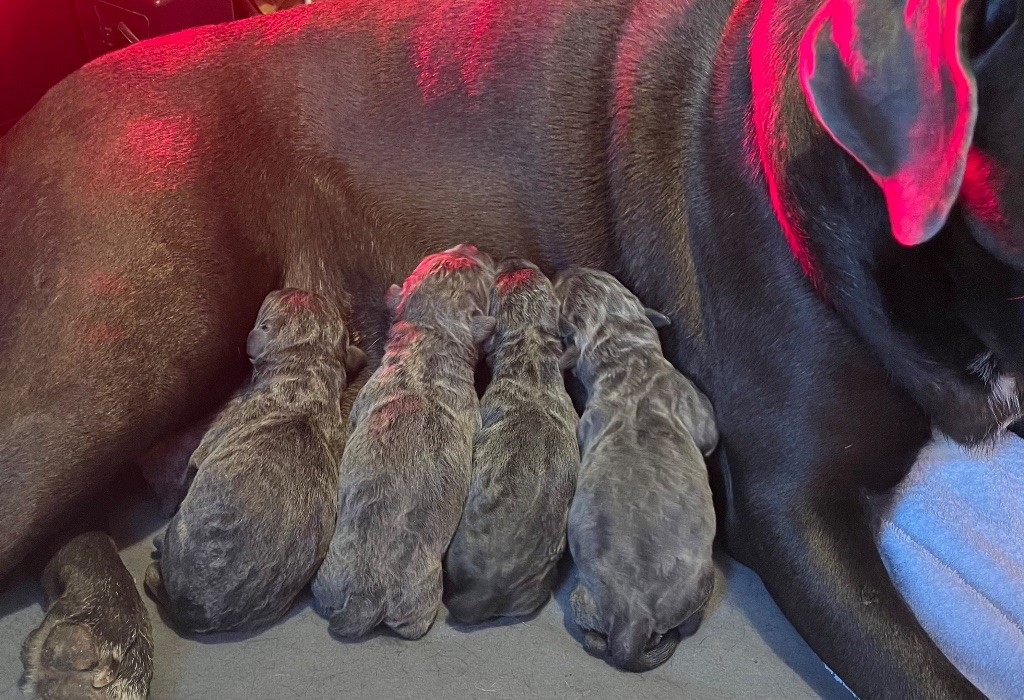 chiot Cane Corso Des Conquérants Du Crépuscule