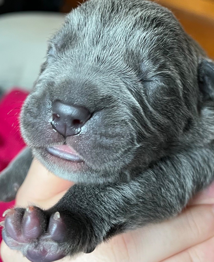 Des Conquérants Du Crépuscule - Chiot disponible  - Cane Corso