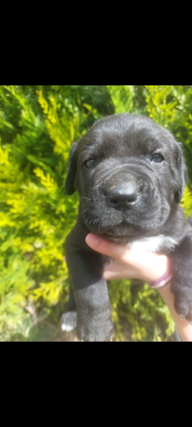 Des Conquérants Du Crépuscule - Chiots disponibles - Cane Corso