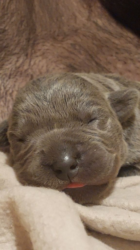 Des Conquérants Du Crépuscule - Chiots disponibles - Cane Corso