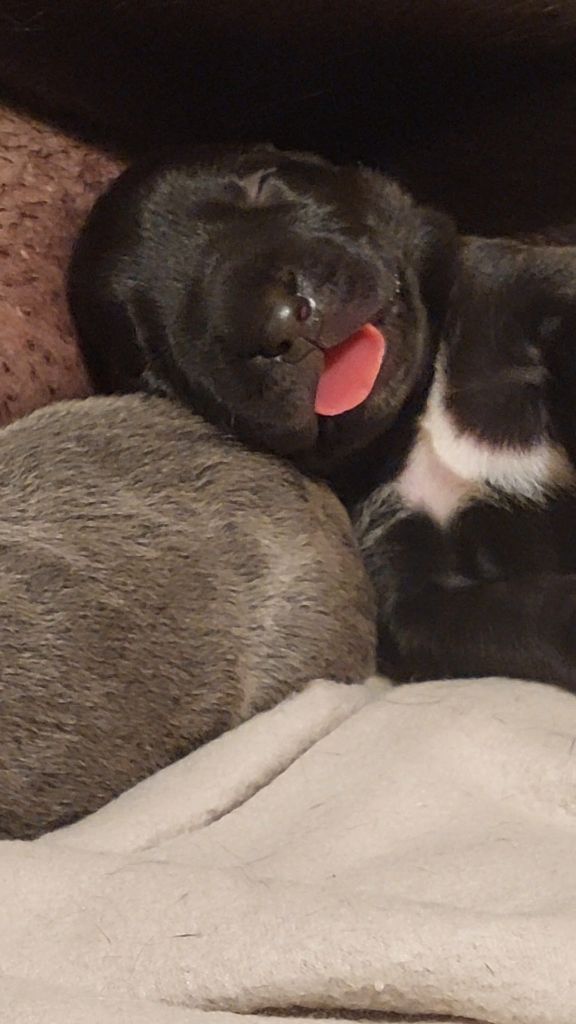Des Conquérants Du Crépuscule - Chiots disponibles - Cane Corso