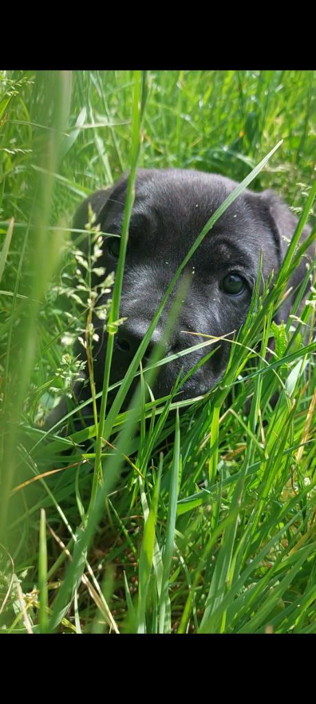 Des Conquérants Du Crépuscule - Chiots disponibles - Cane Corso